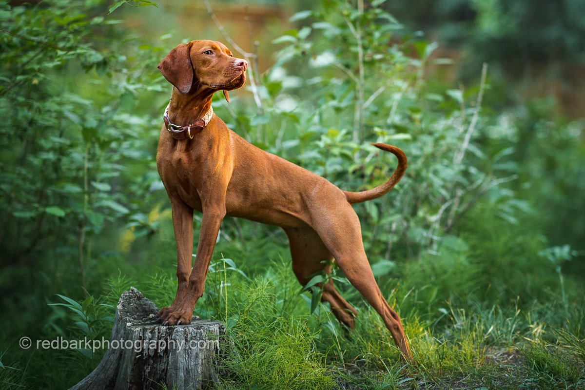 Ripley the Vizsla