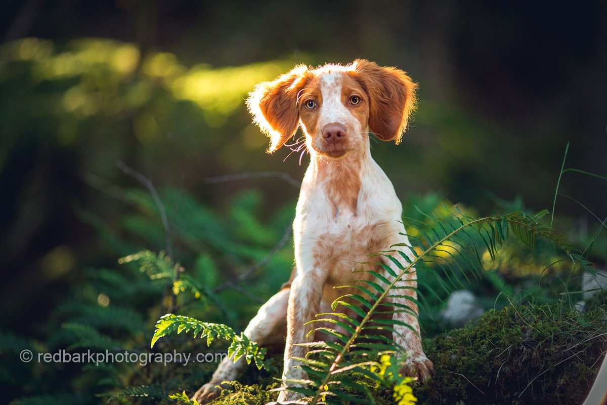 Snickers Brittany Spaniel Puppy Portrait