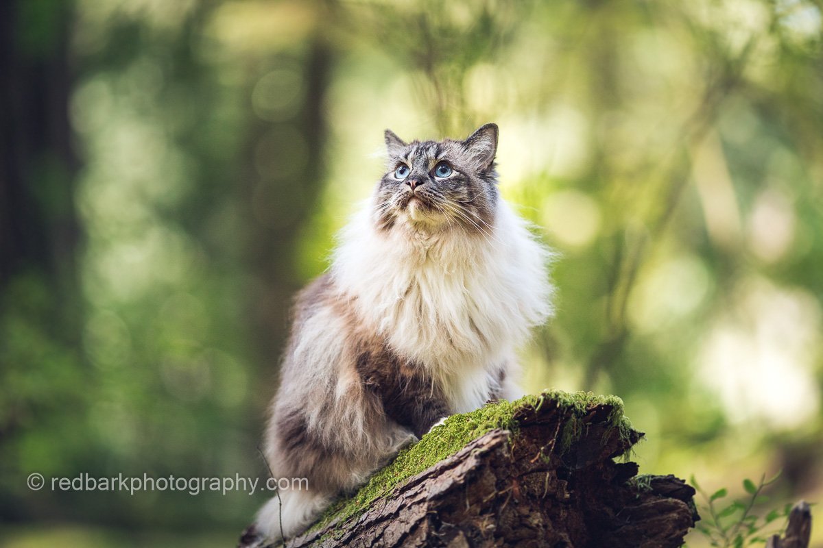 Michiko Adventure Cat