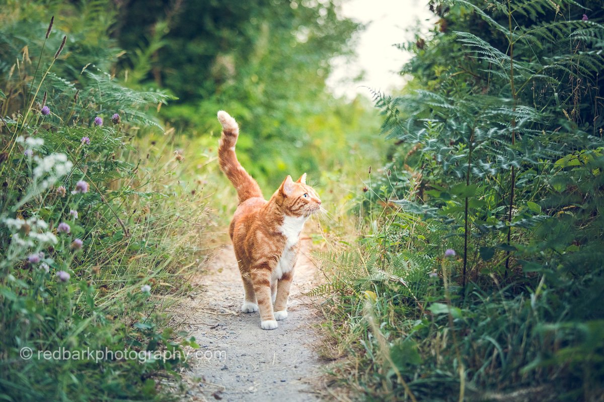 Cat walk