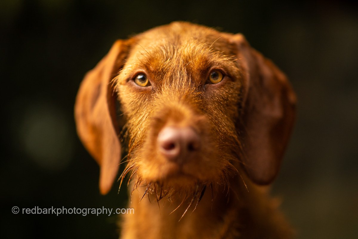 Wirehaired Vizsla Portrait