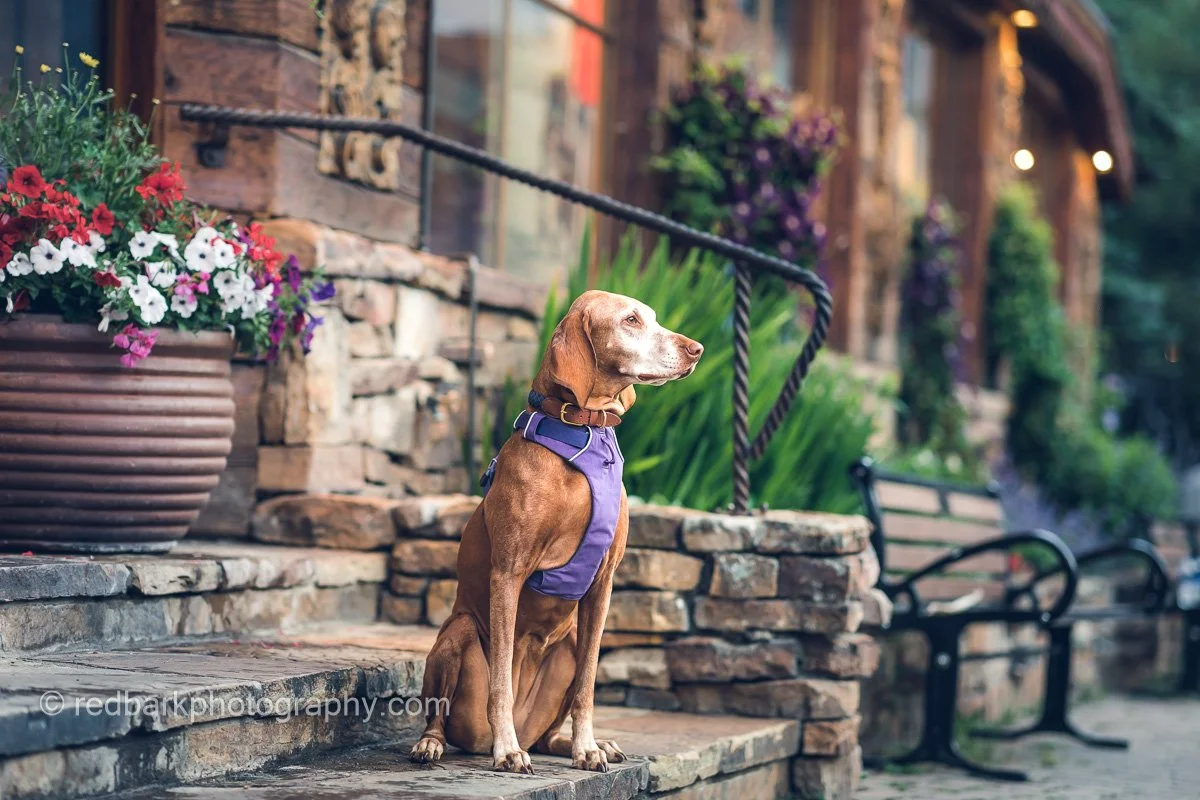 redbarkphotography-9119.jpg