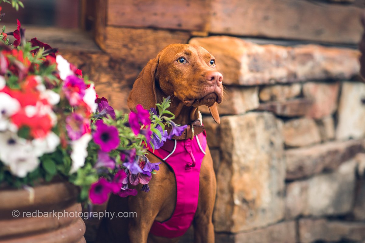 redbarkphotography-9130.jpg