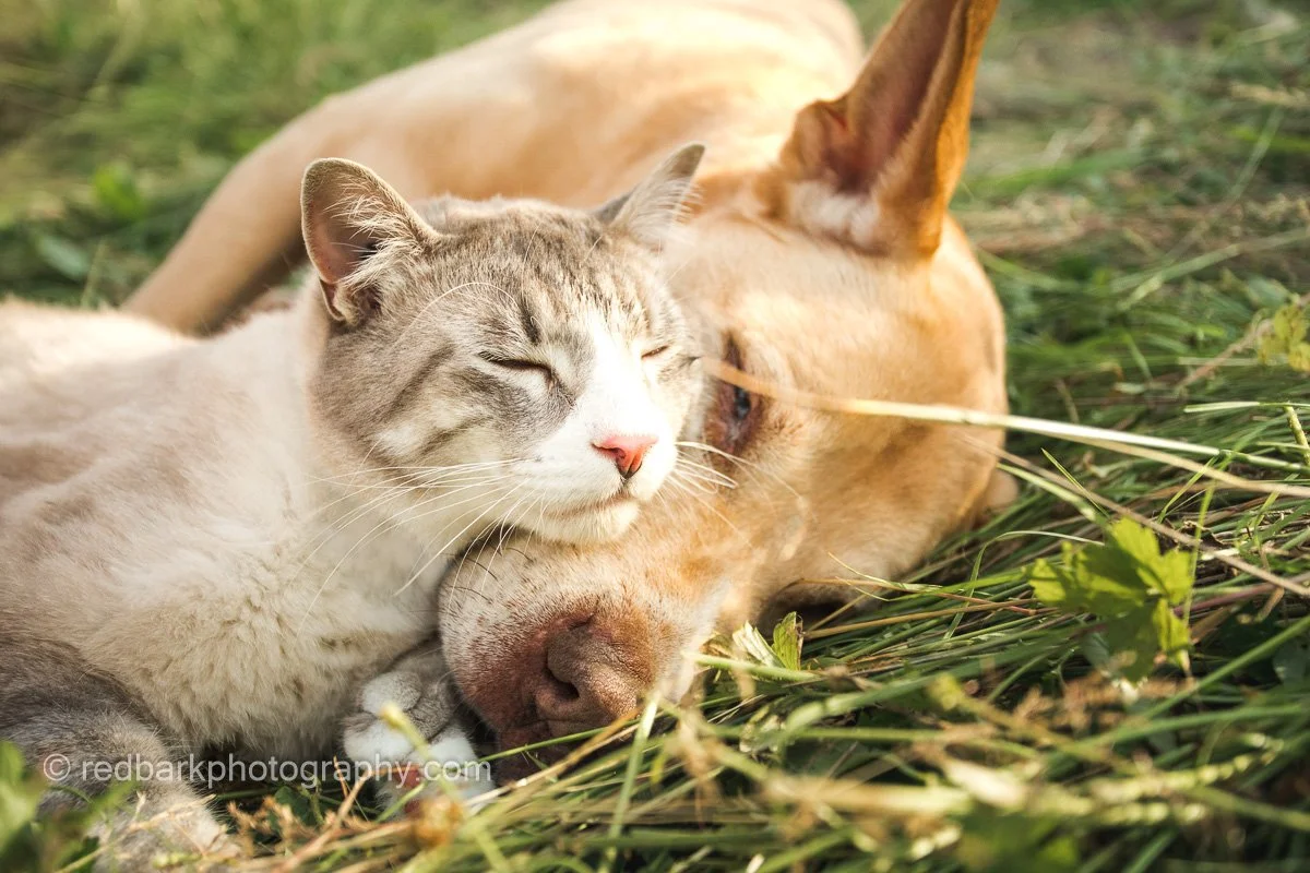 redbarkphotography--3.jpg