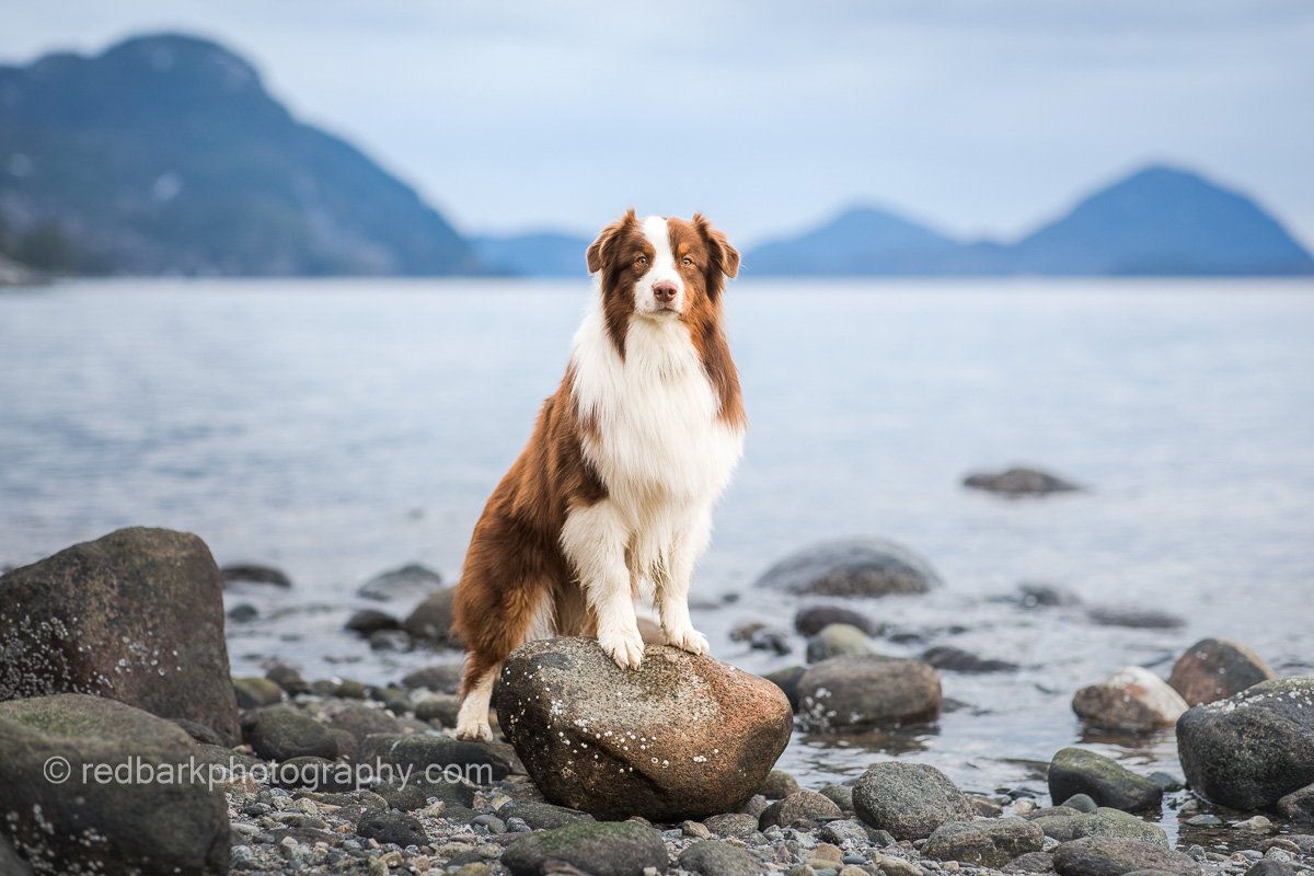 Australian Shepherd posing on rock