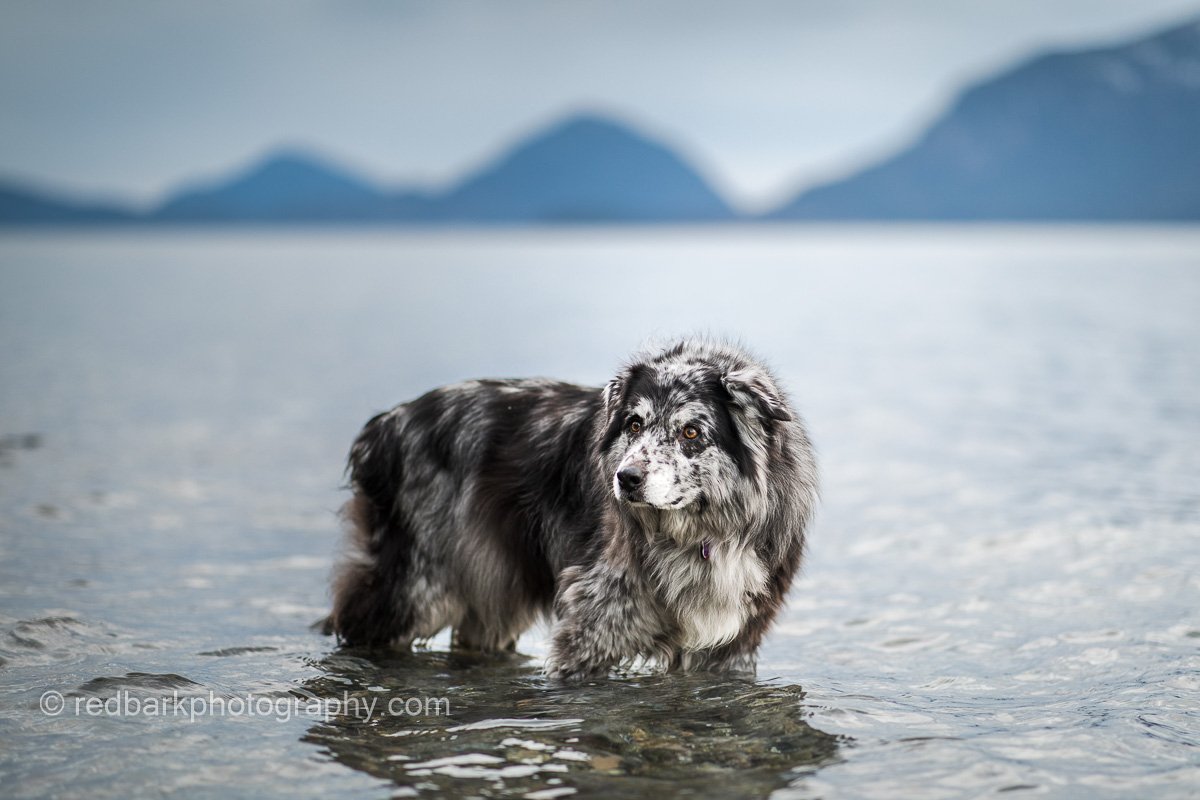 Senior Australian Shepherd Mix