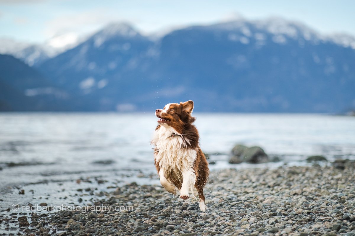 Running free Aussie