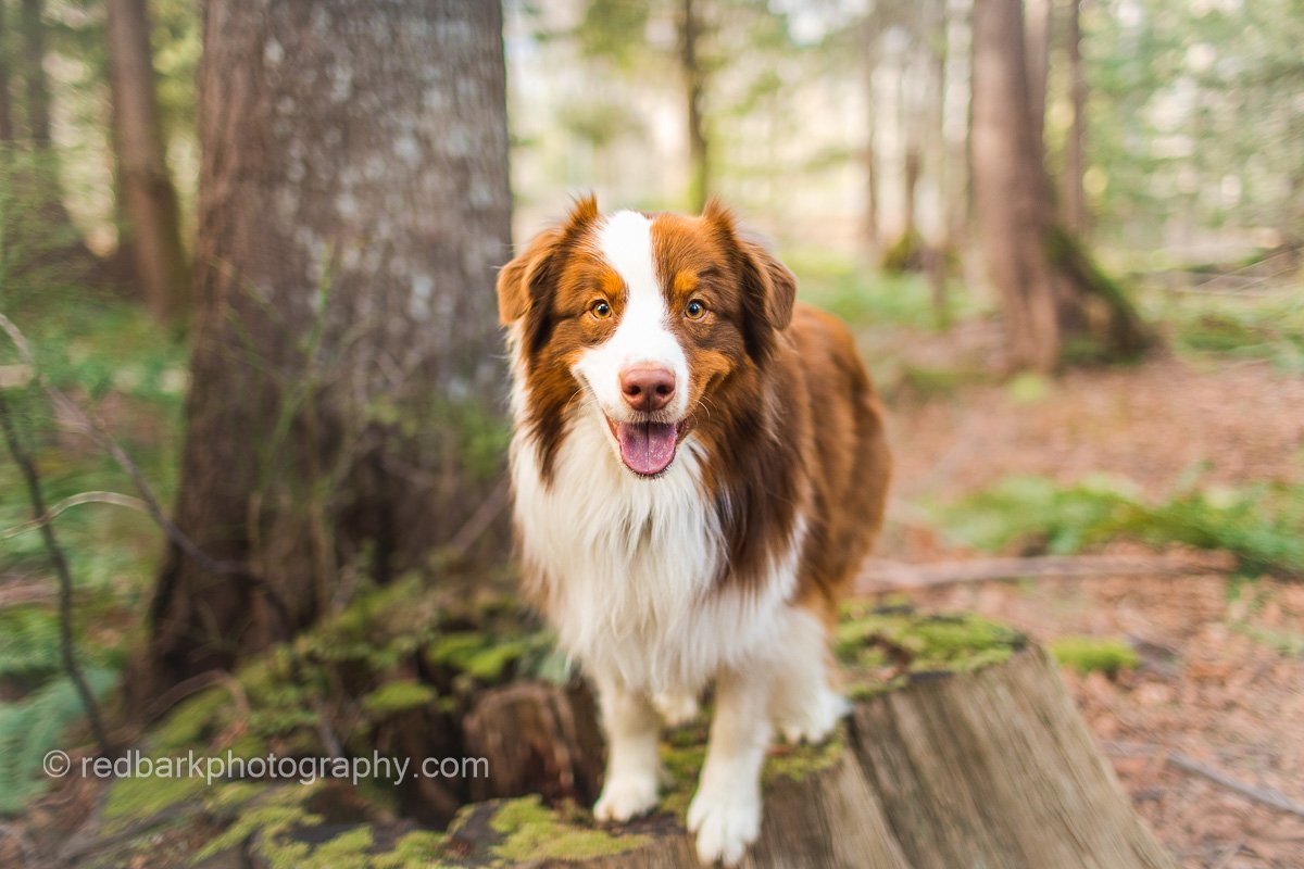 STUMP with Aussie shepherd dog