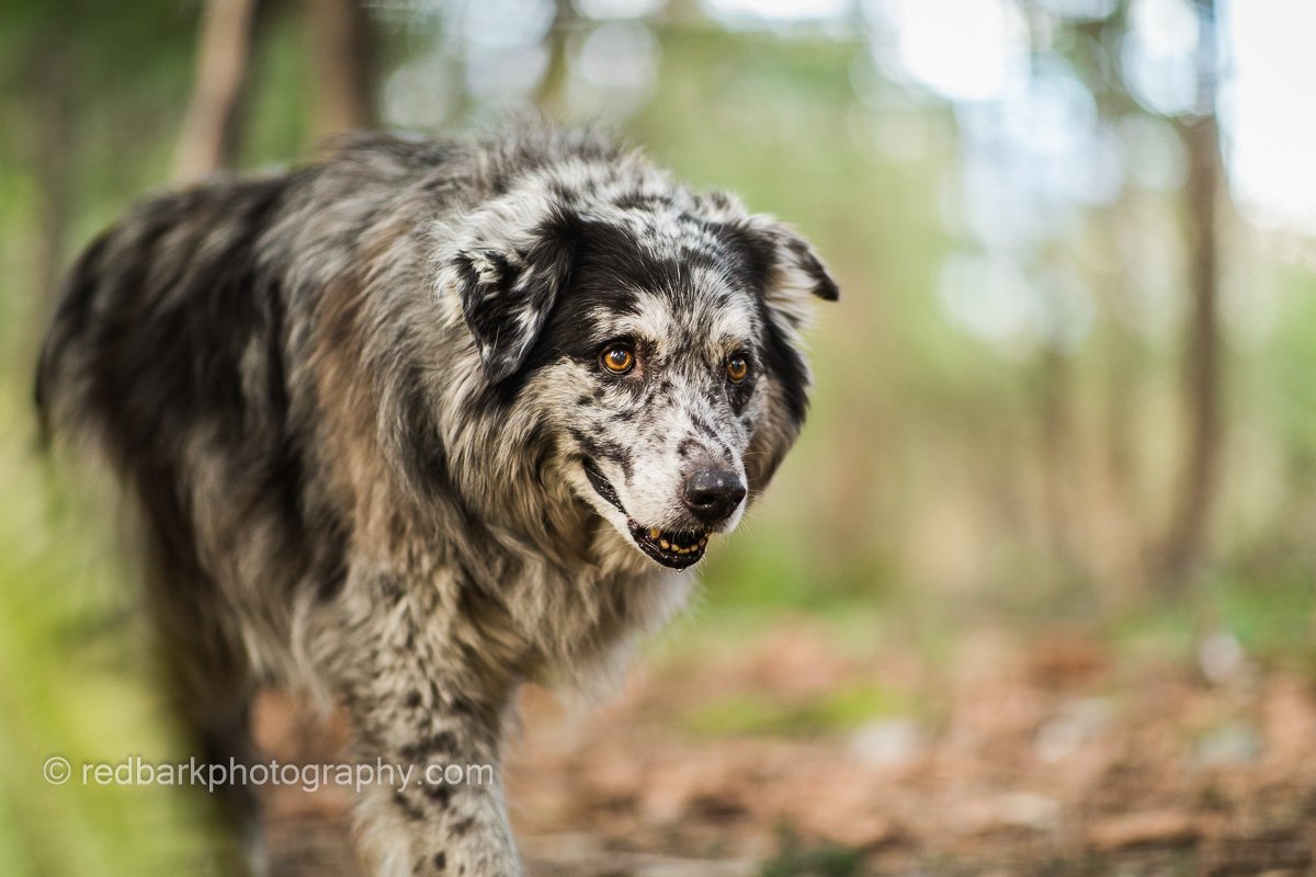 Aiko the senior Australian Shepherd