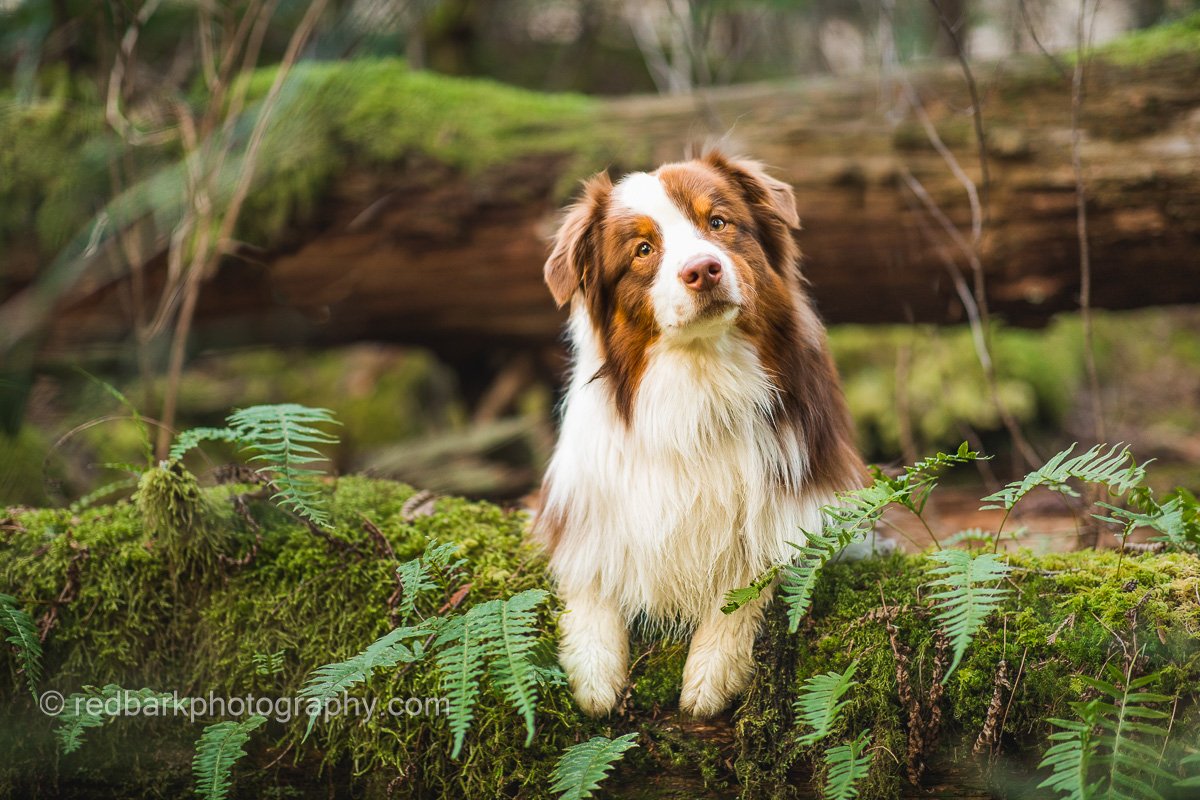 Roan in the ferns