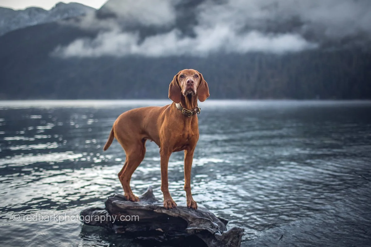 Whiskey on Stump