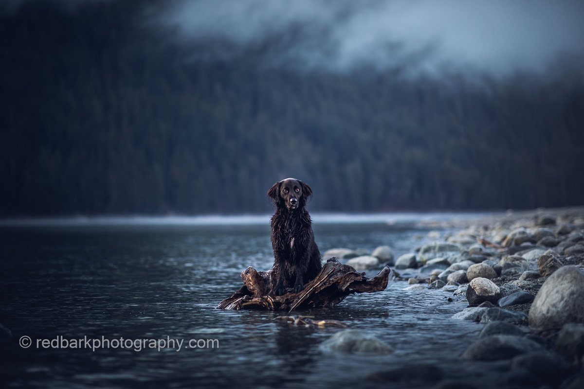 Callie The Good Mutt