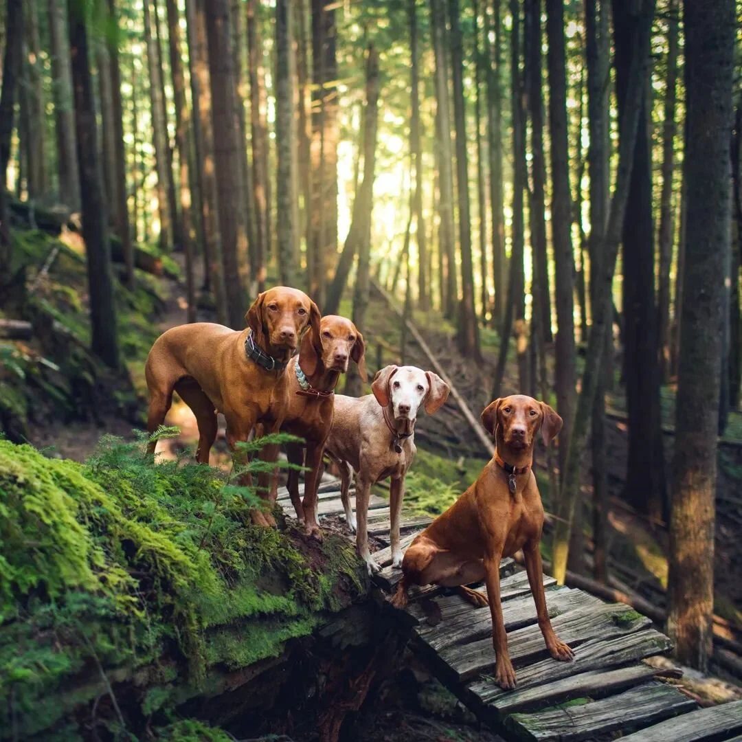 I love boy Vizslas, but I think I will always own girls Vizslas and here's why (big generalizations):

🐾size: girls are smaller and I can carry them easier in emergencies
🥂less social: girls tend to be less social to strangers (dogs and people)
🧠: