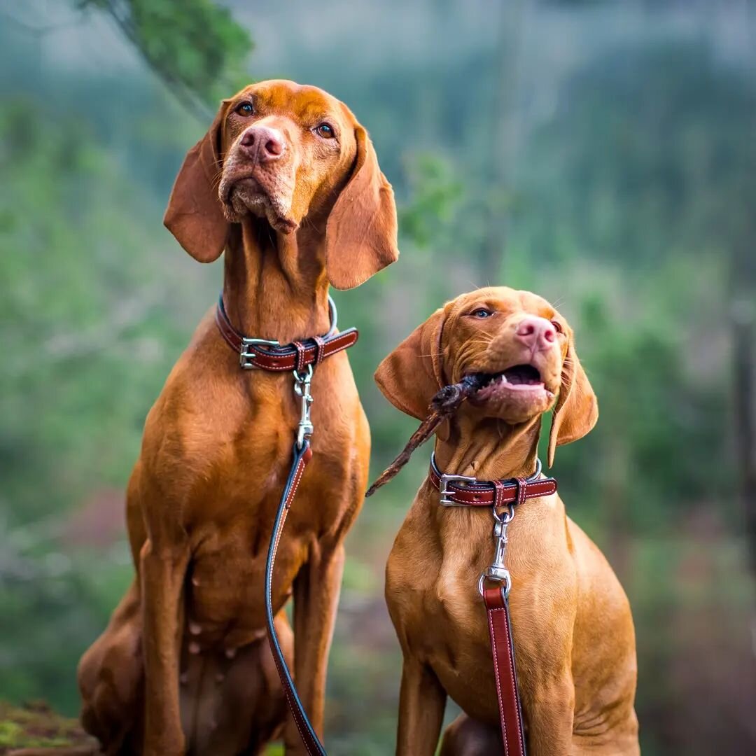 We're at the Vizsla Nationals for the first time. It's a week long event with Vizslas from all over the US including Alaska and Hawaii. We've only participated in agility and show but I'm already so excited for the next time. 

I got to see some amaz