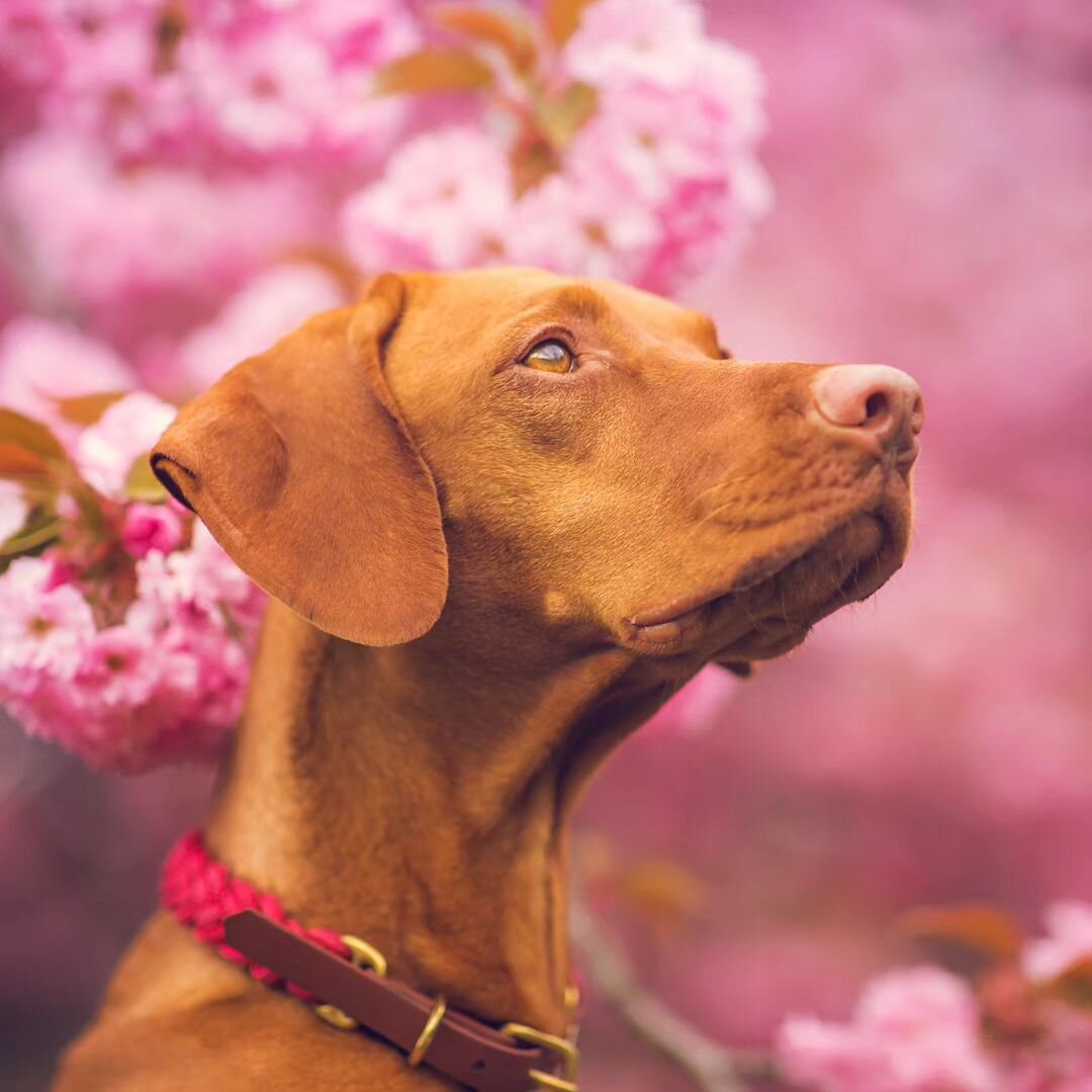 This girl knows how to have fun. I've never seen a dog so gloriously happy literally screaming her joy as she runs around chasing a leaf blowing in the wind. The challenge is getting her to decide she wants to play your game, not the much more fun on
