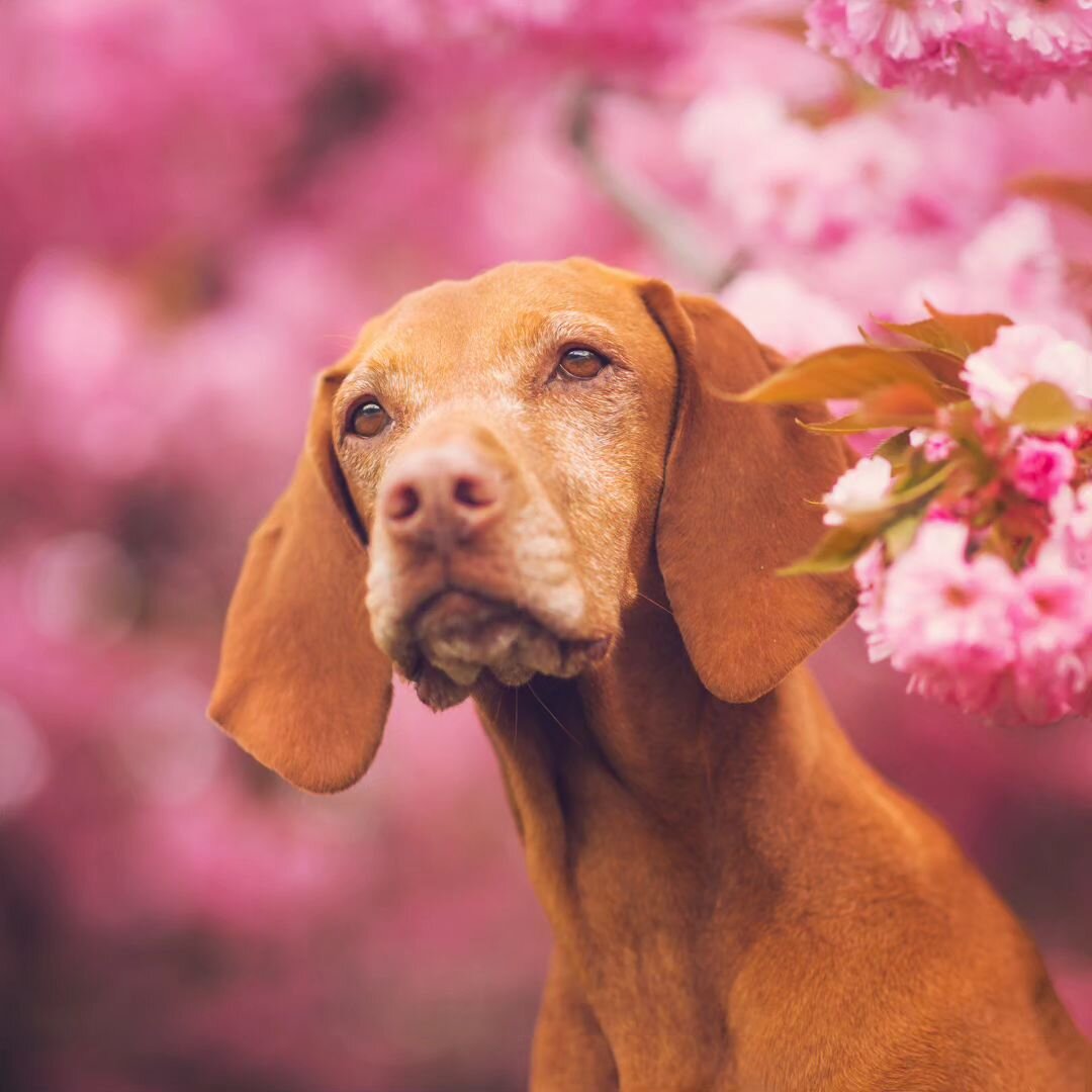 My beautiful sugar sprinkled girl.

What you don't see is Whiskey on a step stool balancing on a neighbour's yard and me waving a spoon of peanut butter and treats in the air while yelling Whiskey's name. More than a couple cars slowed down to take a