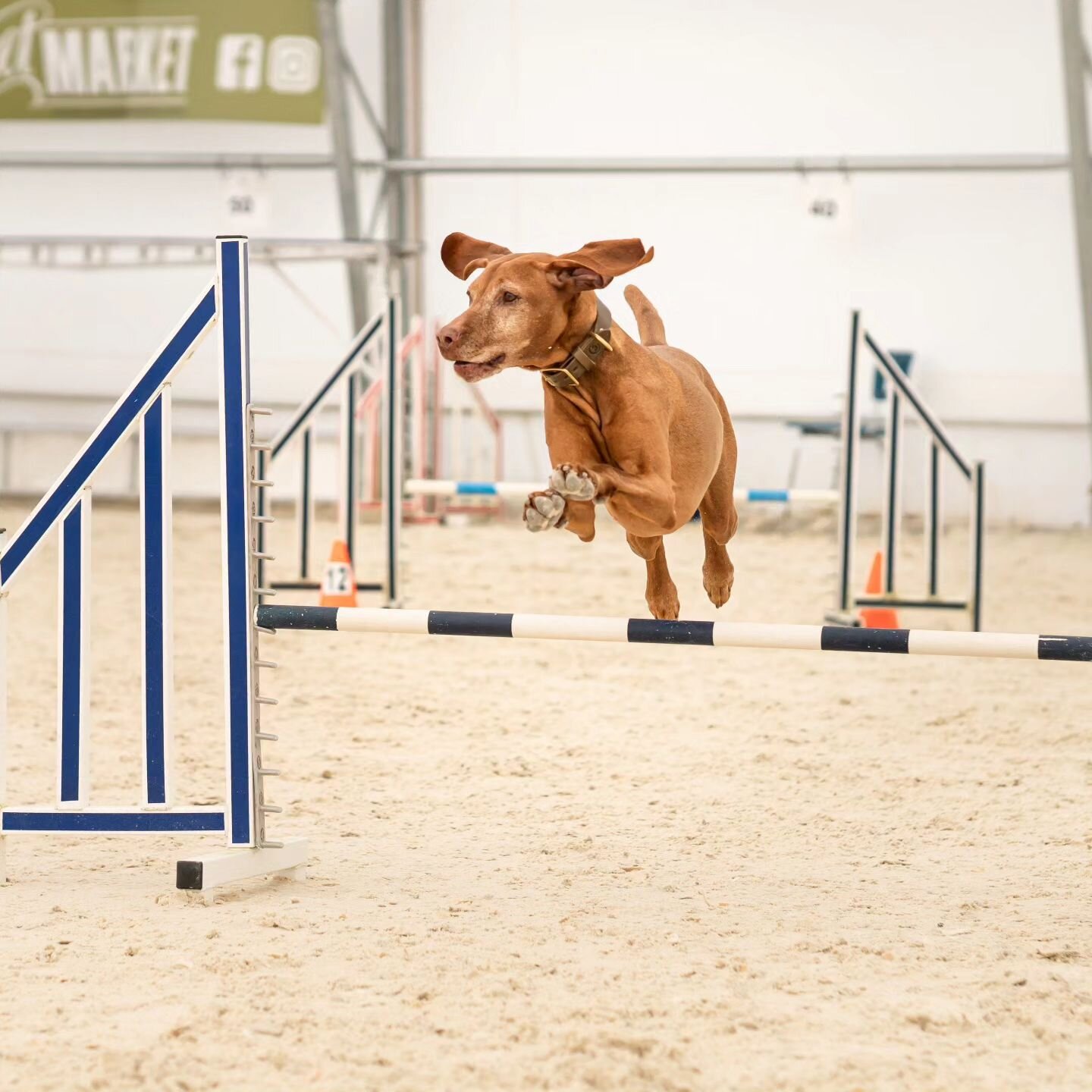 A year in agility -our first try at dog sports.

I am just so proud of these girls! It's now a year that we've been doing agility- from our first jump (thanks to @whereis_cooper for gifting Whiskey's first lesson) to where we are now (first Q's and t