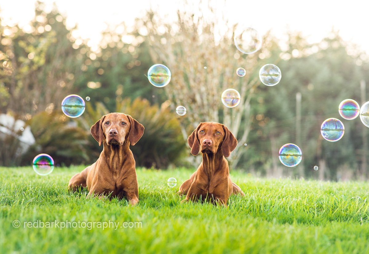 Bubbles and Vizslas