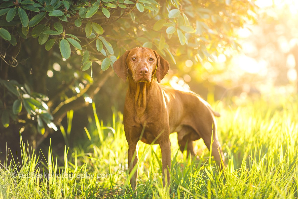 Vortex Vizsla Archer