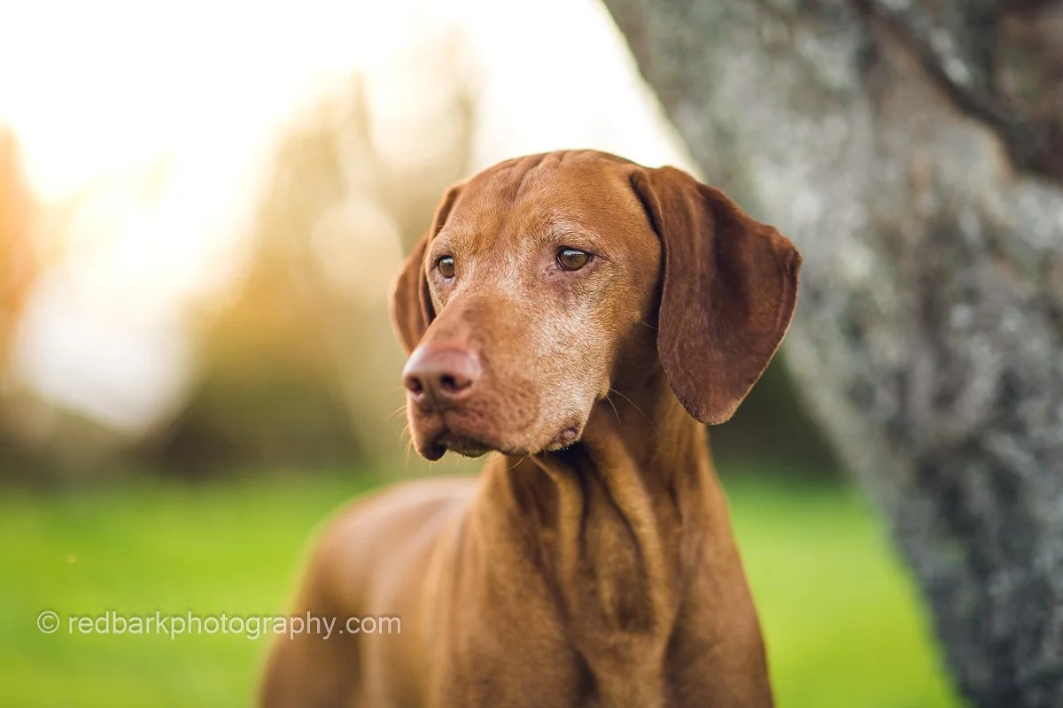 Portrait of a Dog: Archer