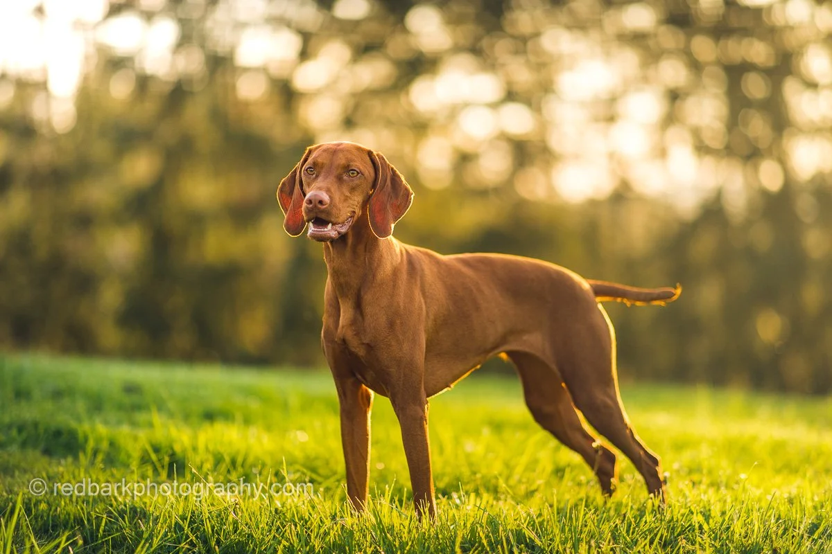 Collins in Golden light