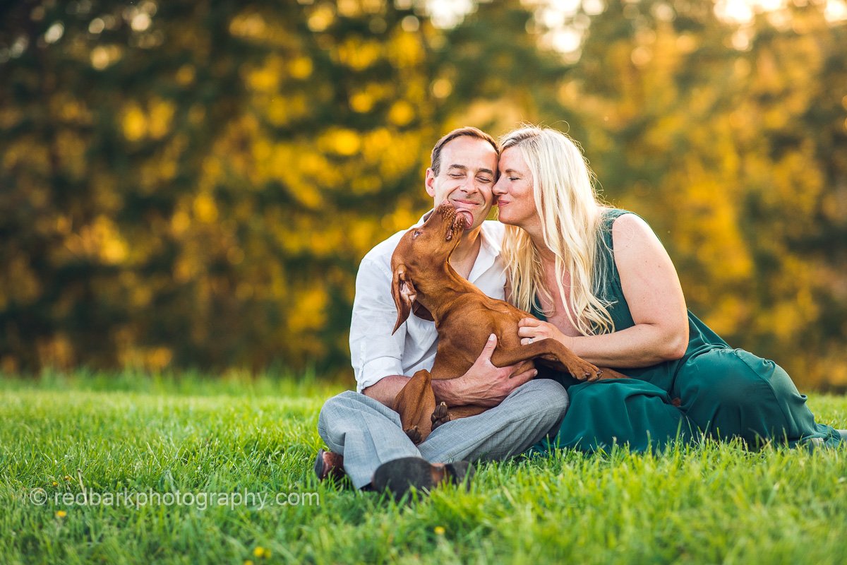 Vizsla kisses