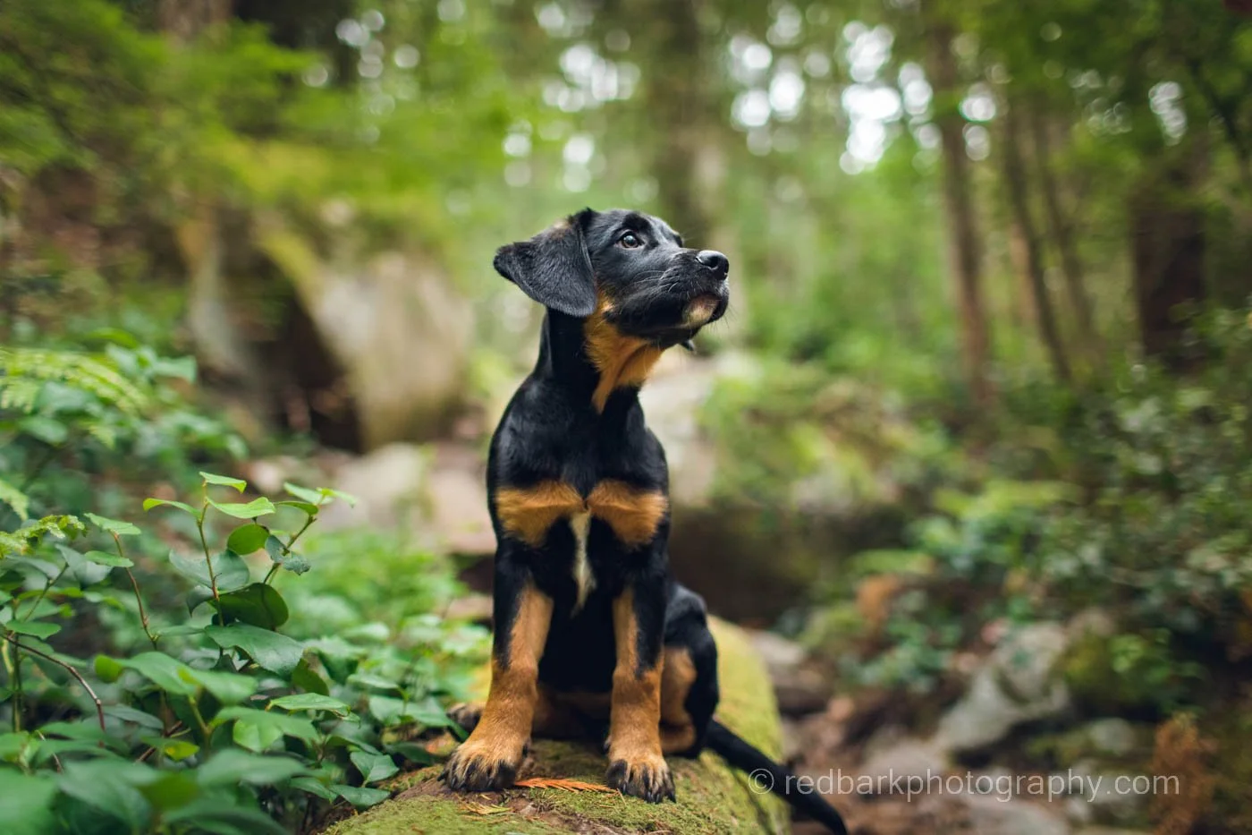 redbarkphootgrpahy_1O0A6114-Edit.jpg