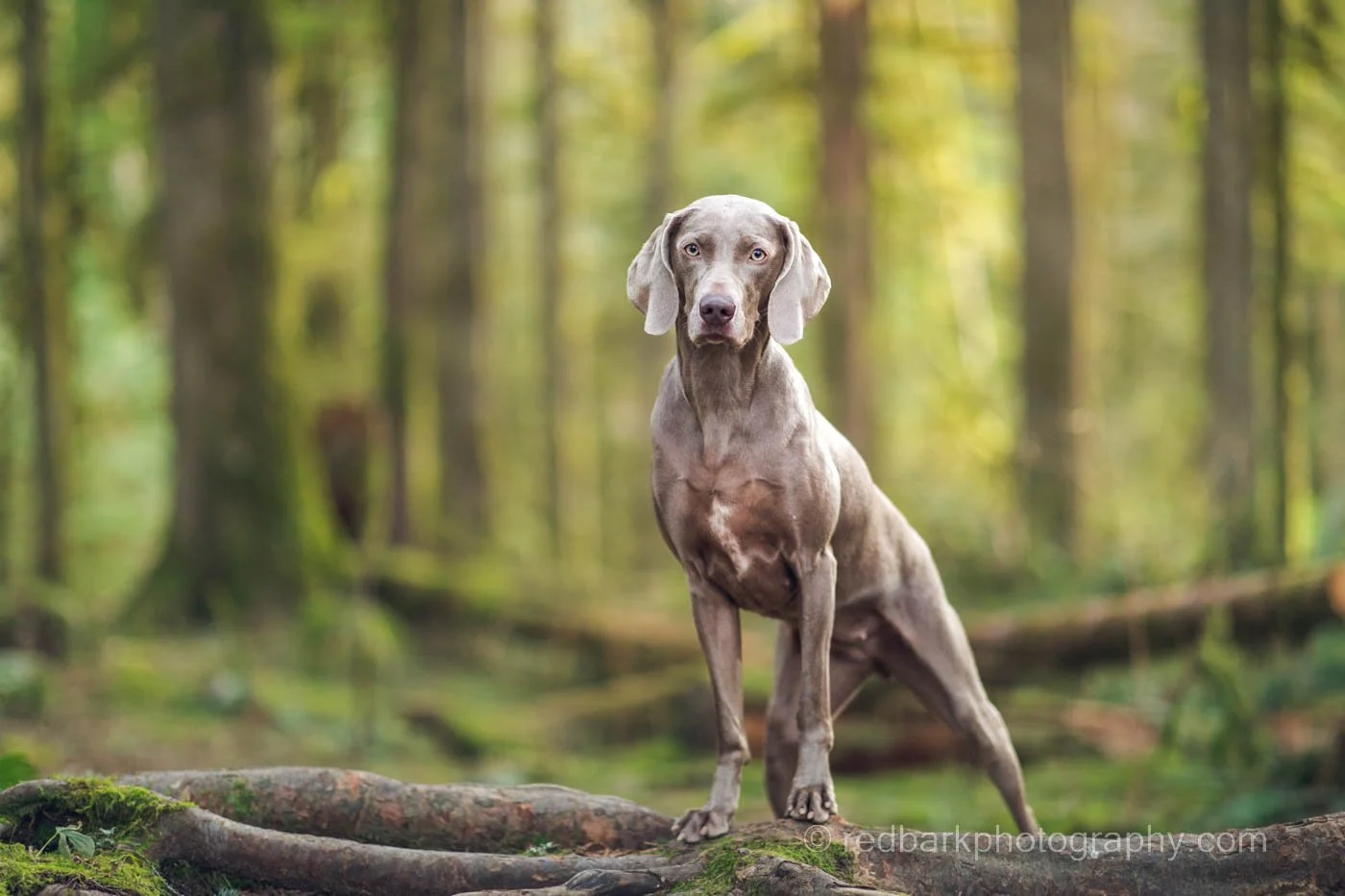 redbarkphootgrpahy_1O0A5721.jpg