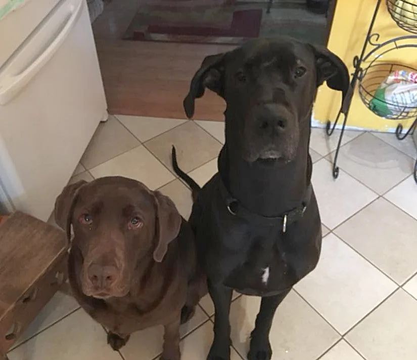 Exciting news for pet owners!