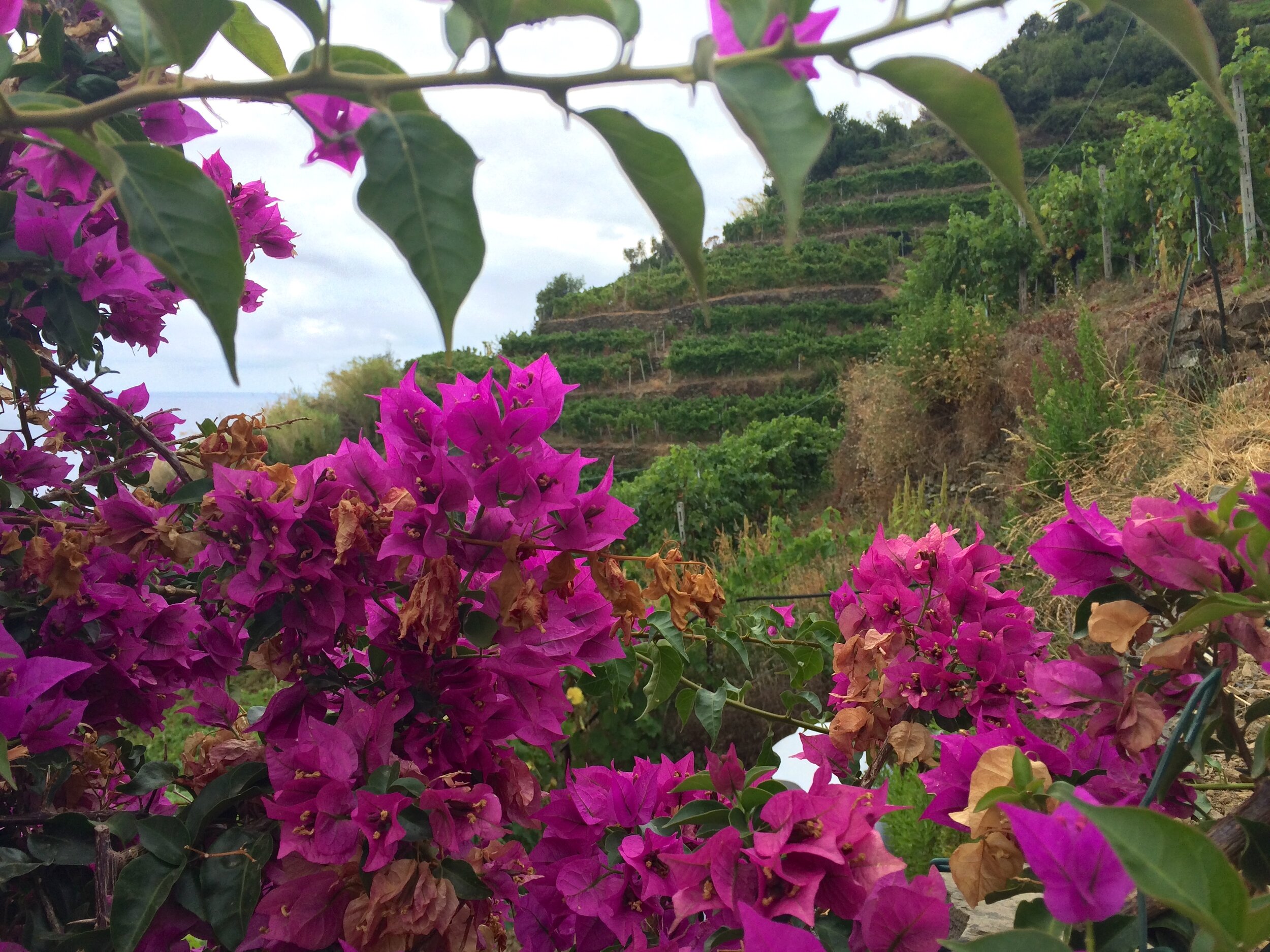 Hiking from Monterosso to Vernazza