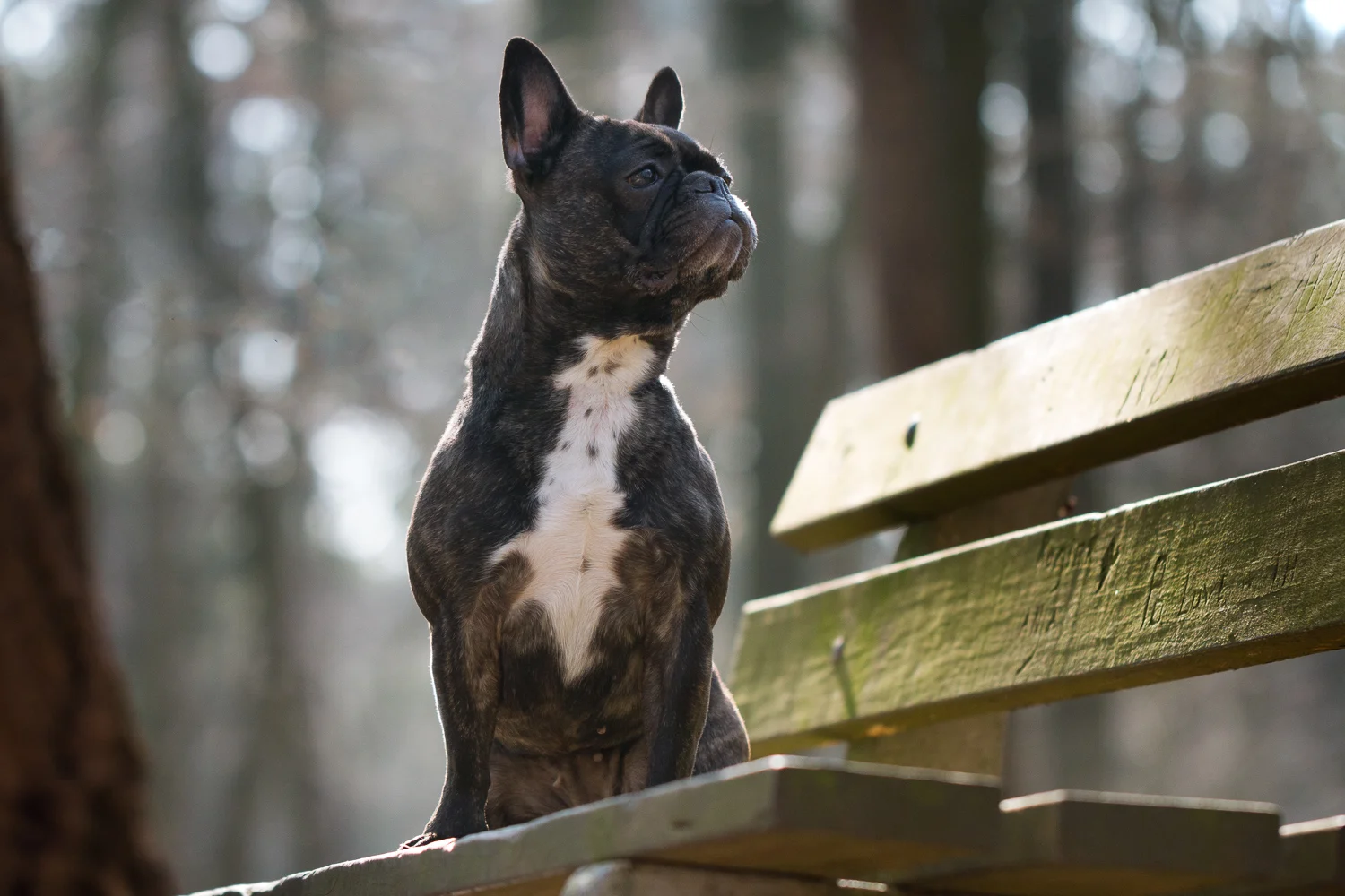 Franse Buldog Romy.jpg