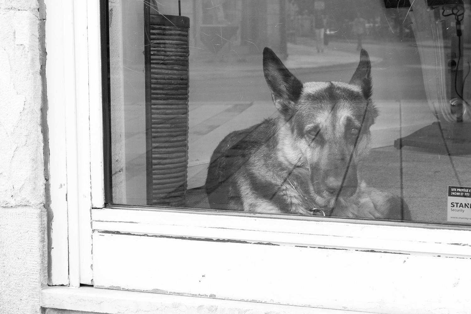 Dog window shot.jpg