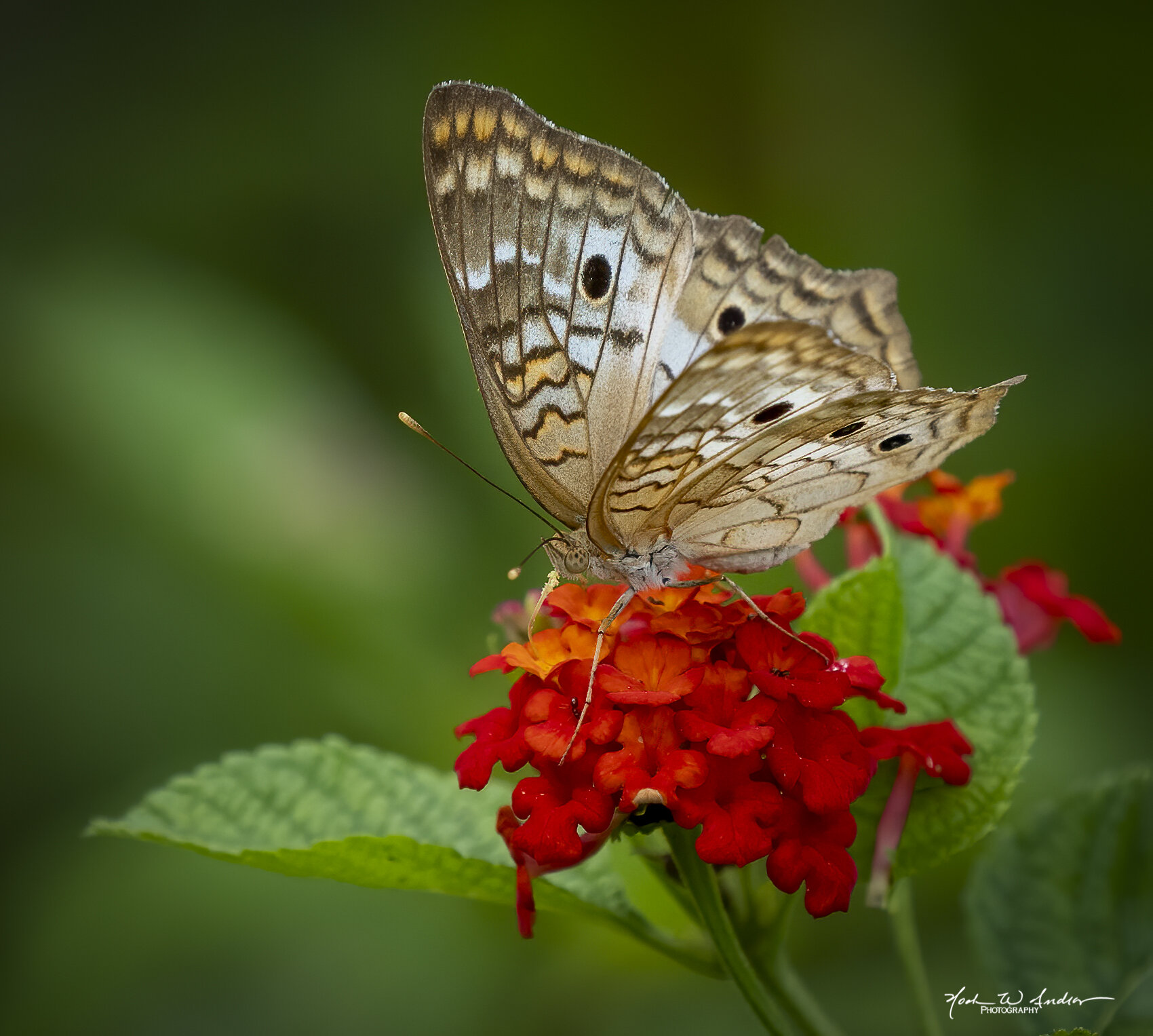 Butterfly getting Nectar