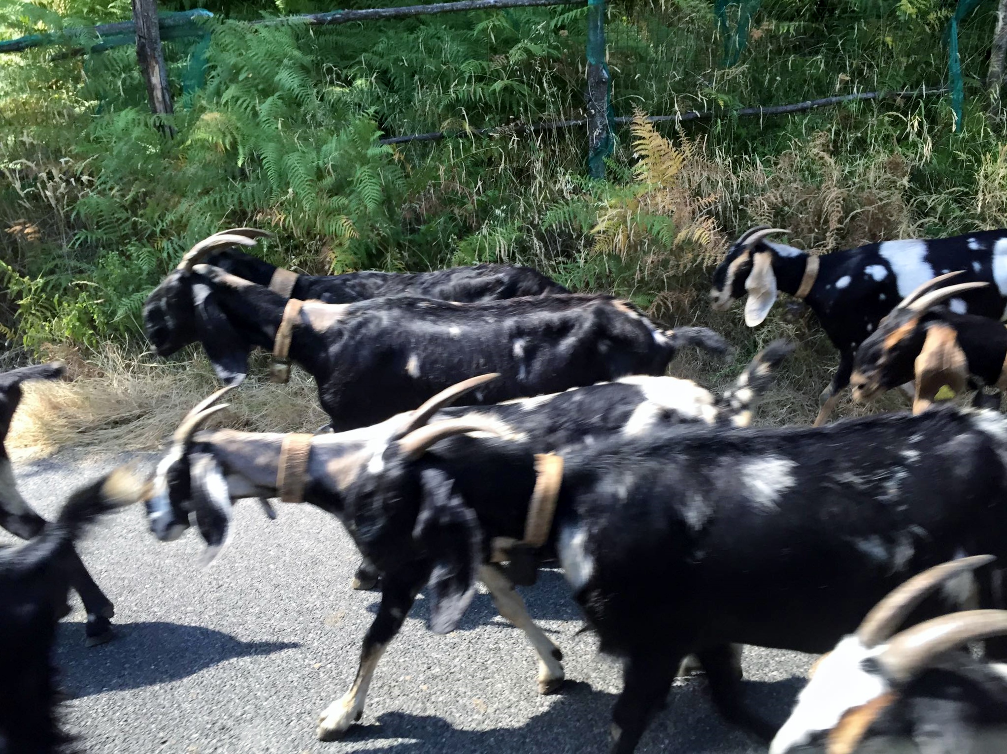 Goat herd in Ravello