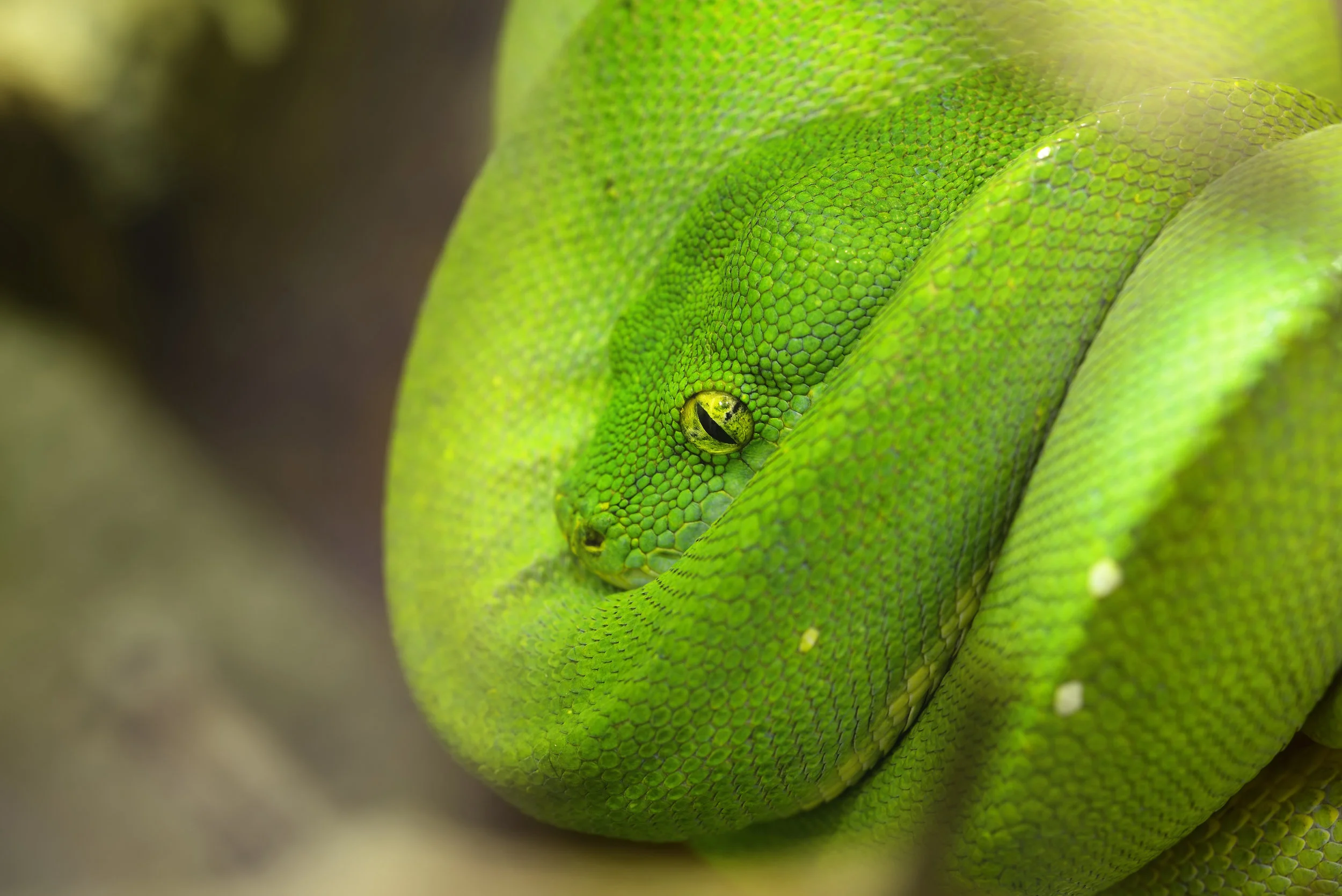 Brazil (Python).jpg