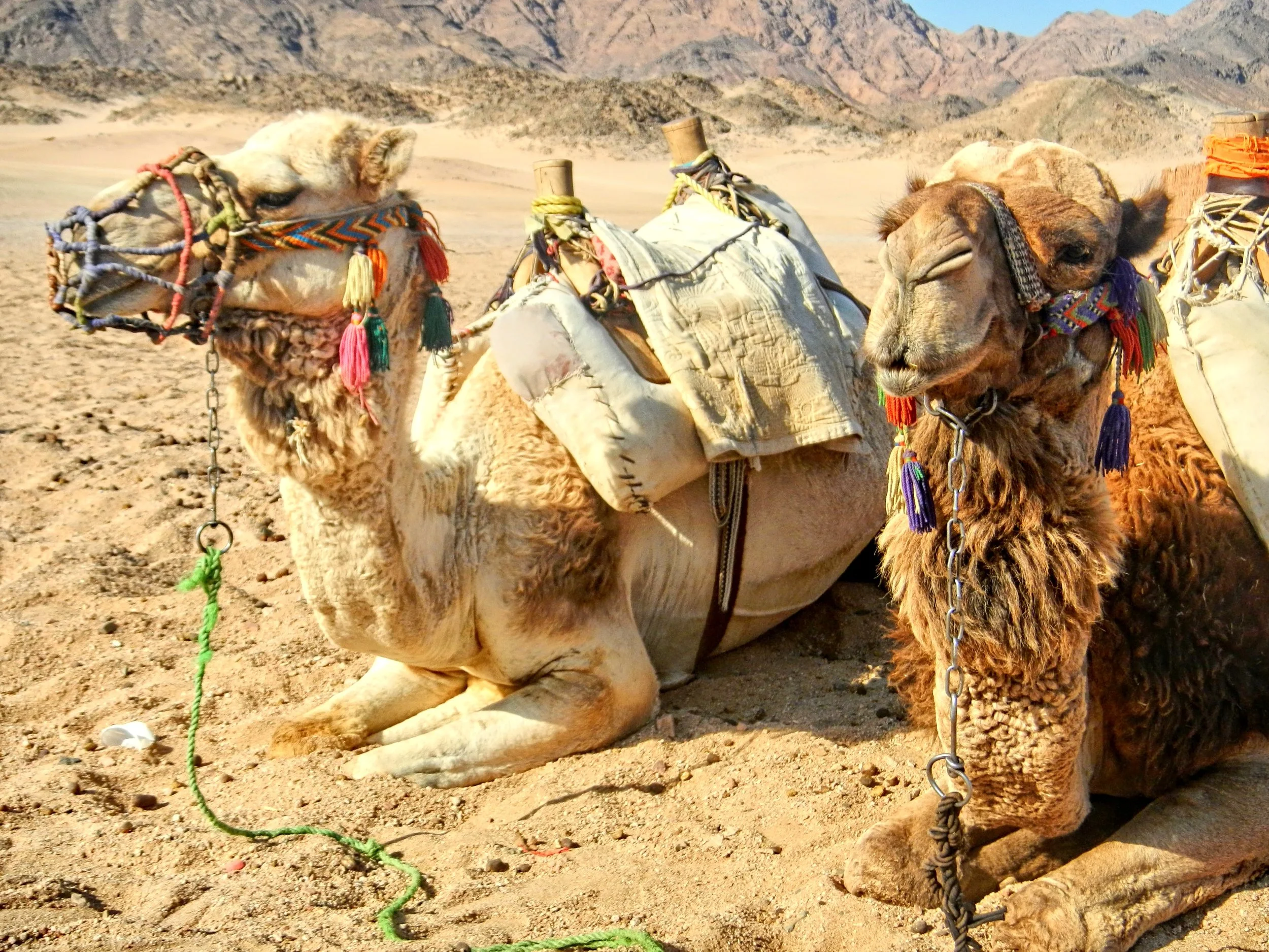Egyptian Camels.jpg