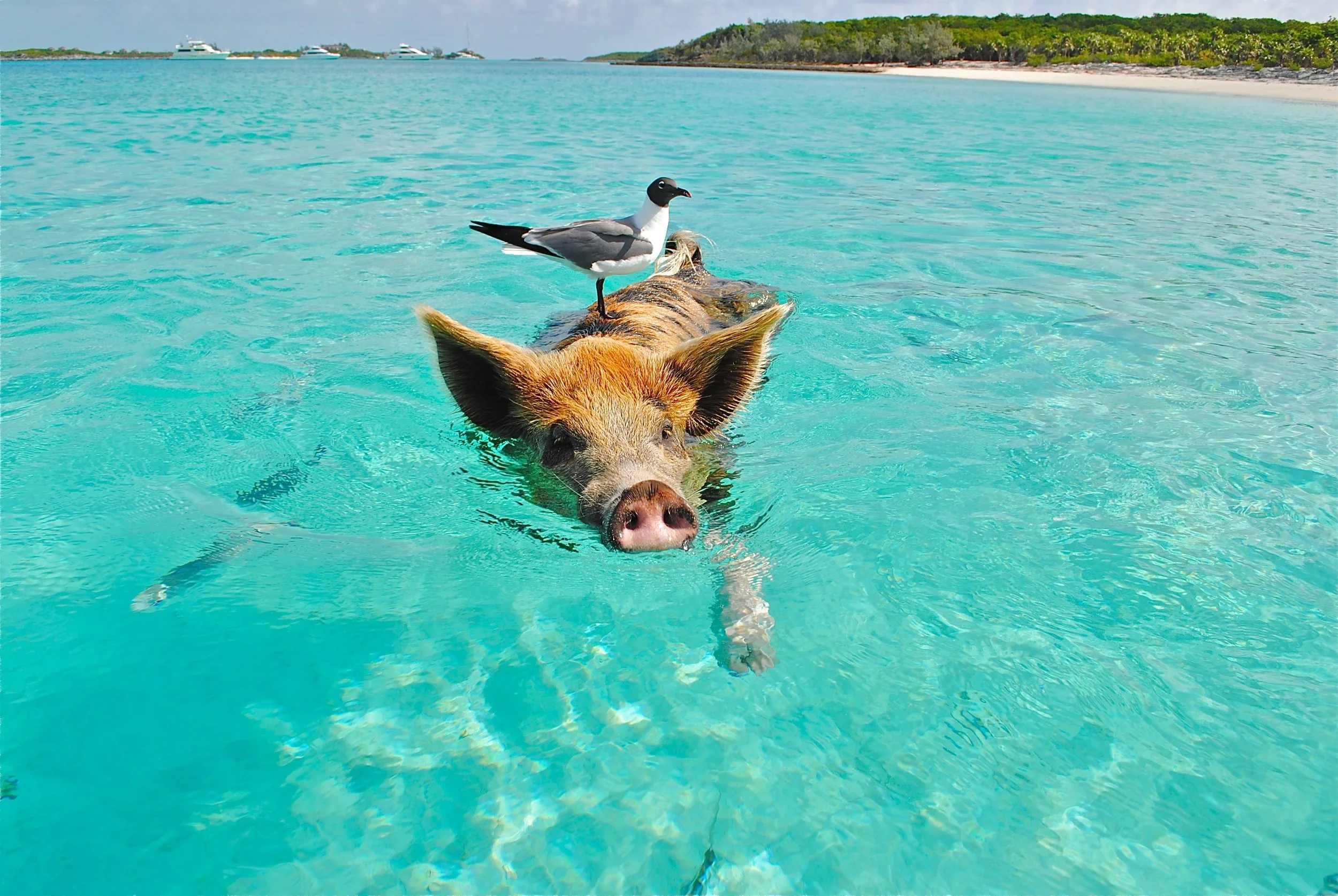 Staniel Cay, Bahamas.jpg