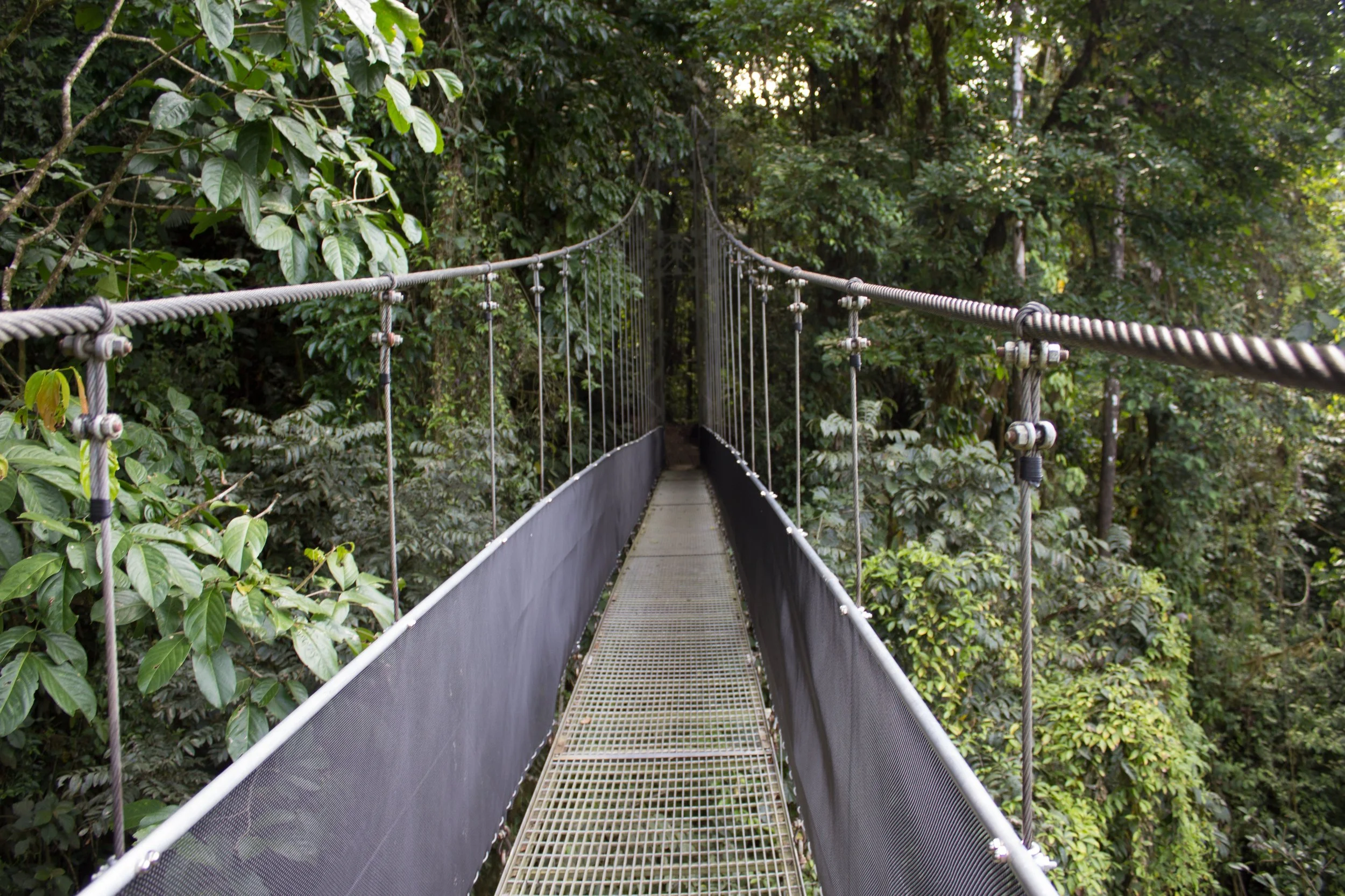 Costa Rica (Rainforest).jpg