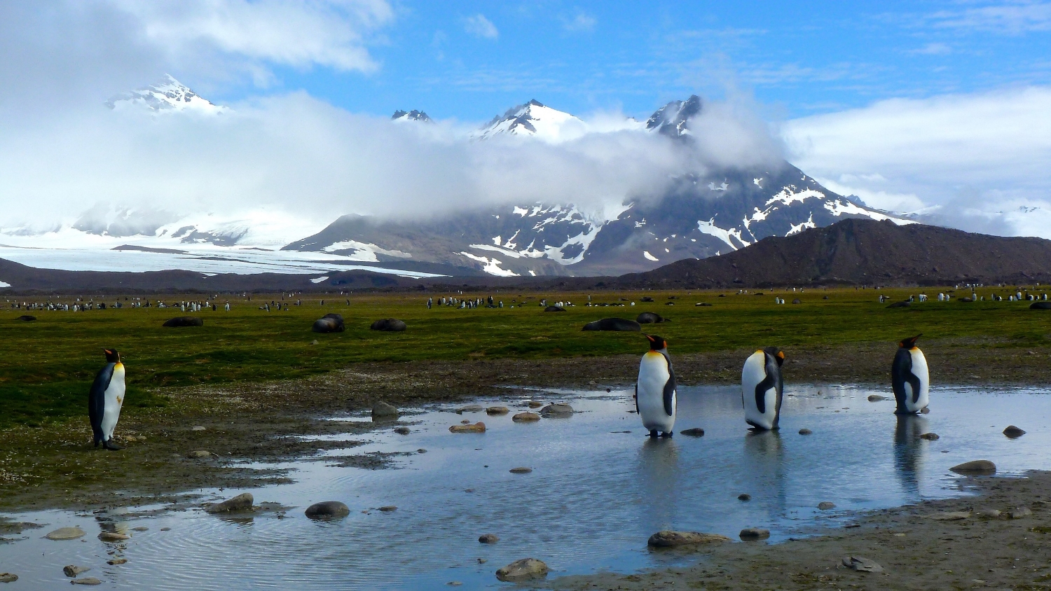 Salisbury Plain King Penguins.jpg