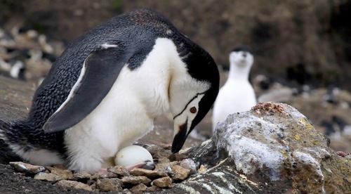 THE PENGUIN COUNTERS is a journey with Ron Naveen  <br>and his rag-tag team of field biologists to Antarctica,<br>where they have been tracking the impact of <br> climate change on penguin populations