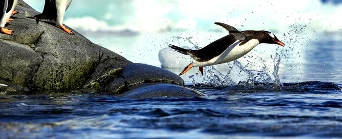 Penguins tell us a lot about the health of our oceans. 