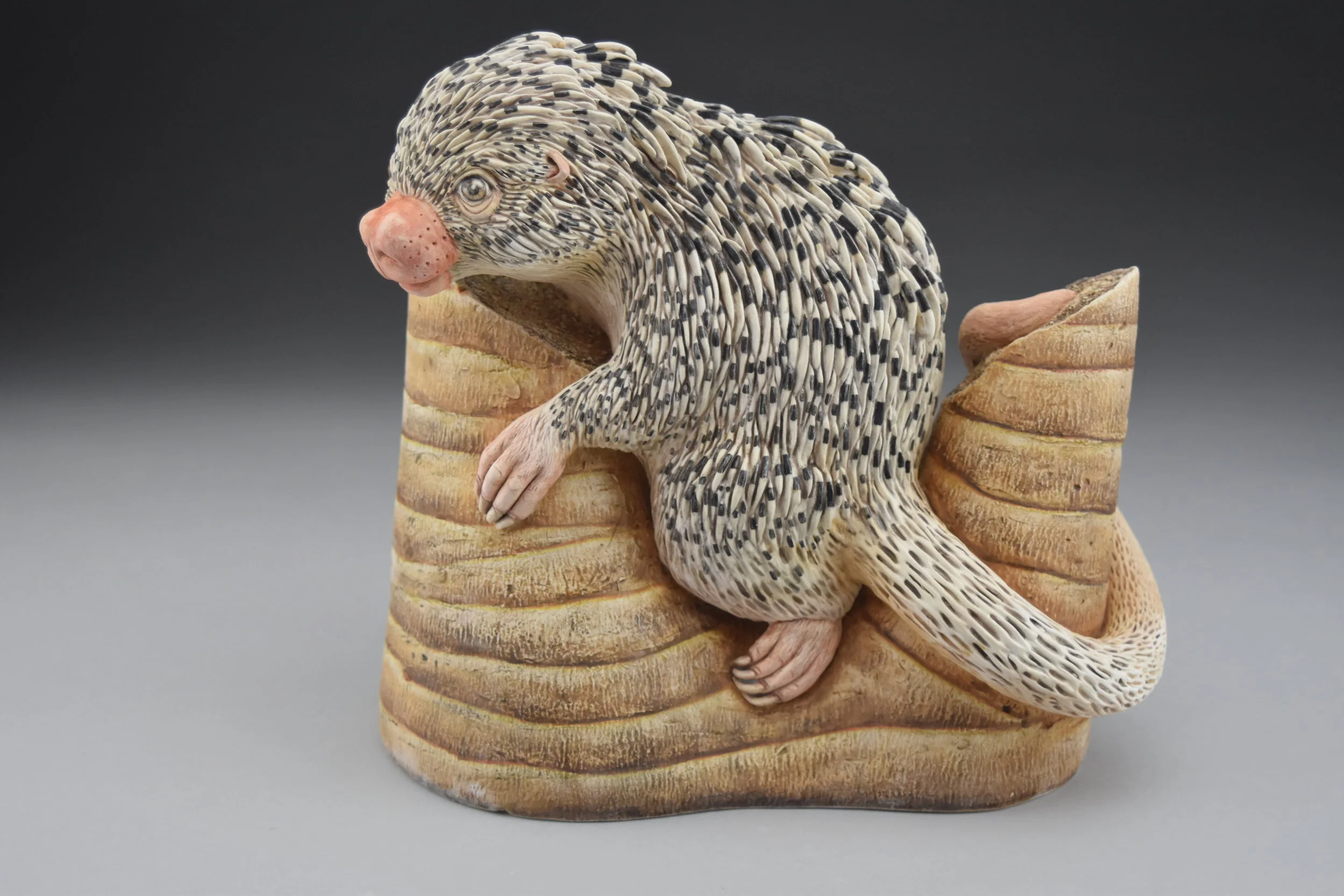 Prehensile tail porcupine