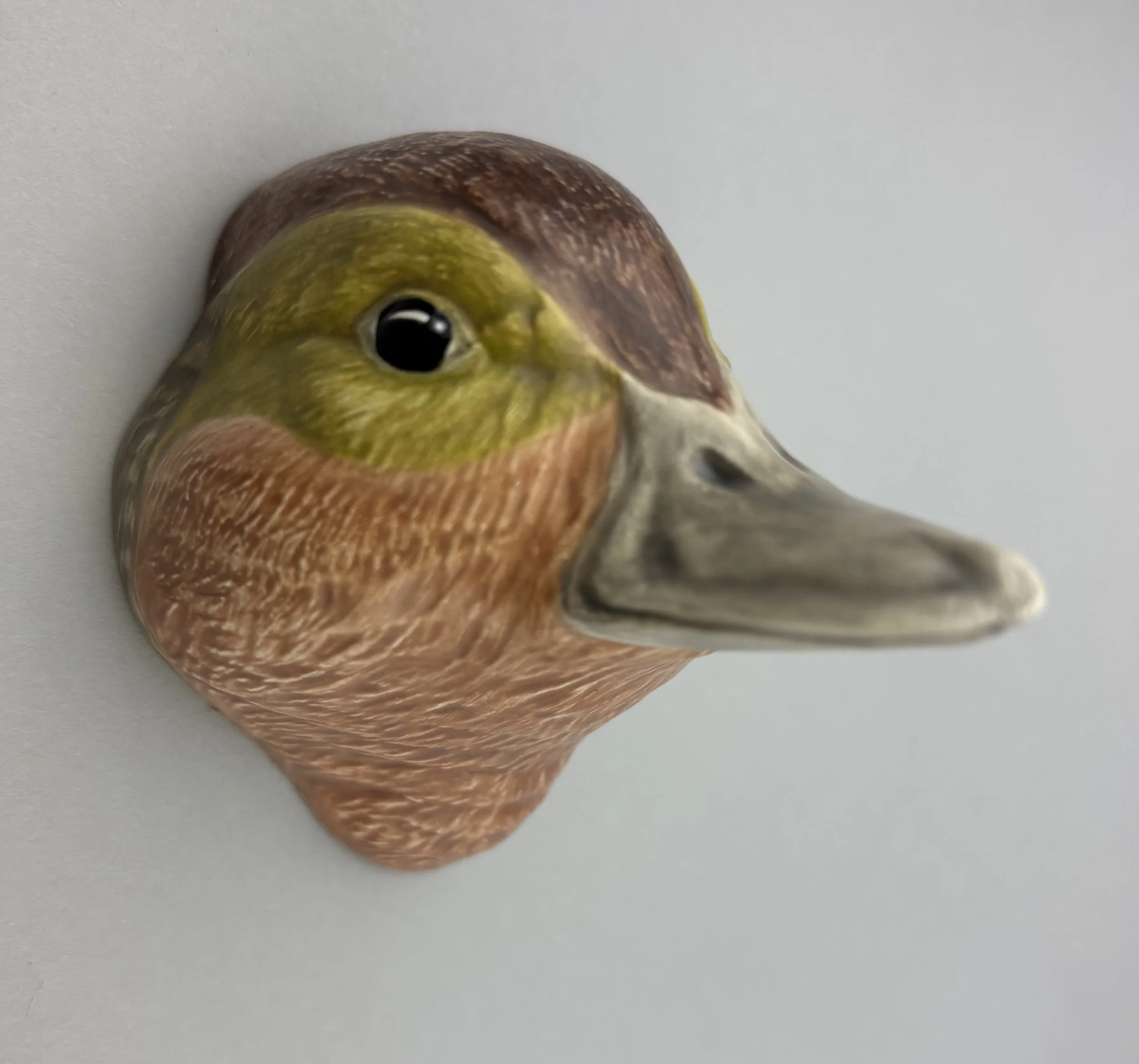 Green wing teal
