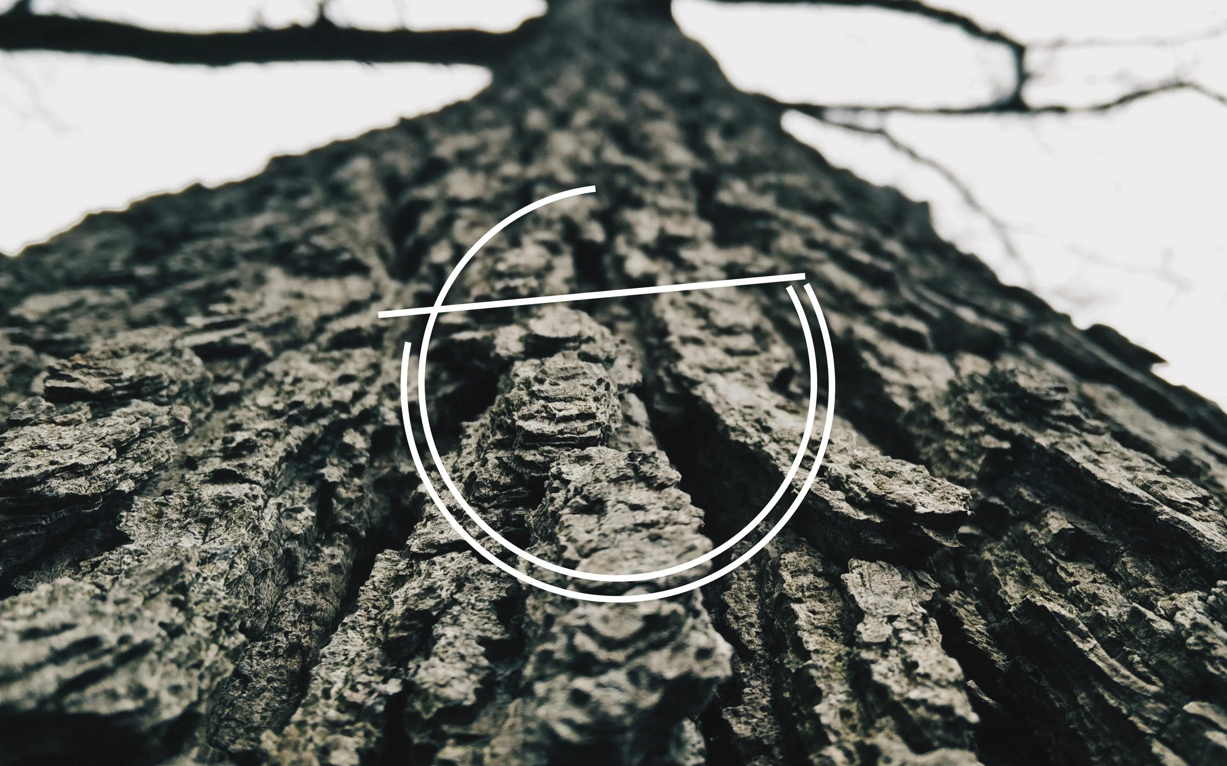 root 6_Website.jpg