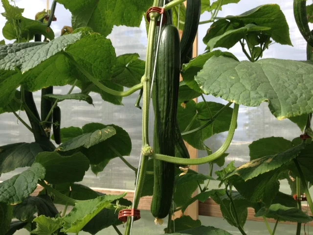 4_european cucumbers.JPG