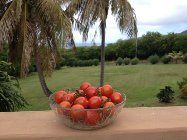 1_cherry tomatoes.JPG