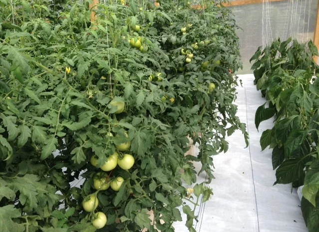 2_green tomatoes.JPG