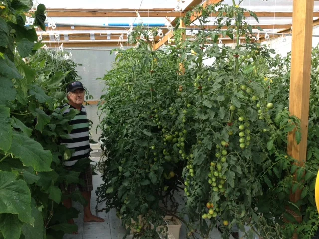 cherry toms in Bato Buckets.JPG
