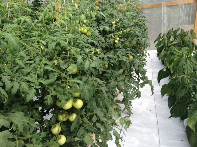nice crop of tomatoes in Bato Buckets.JPG