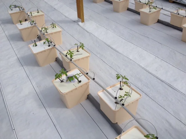 young tomatoes in Bato Buckets.JPG